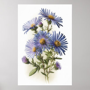 Konsttryck Affisch Blå Asterblomma