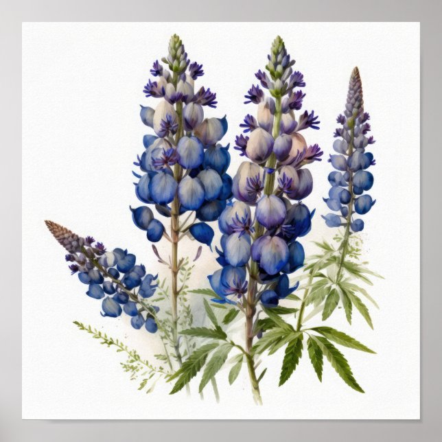 Konsttryck Affisch Blå Lupinblomma (Framsidan)