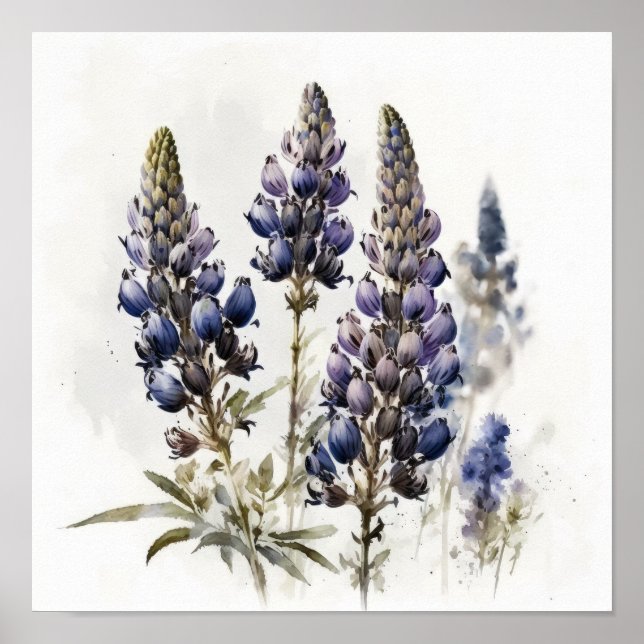 Konsttryck Affisch Blå Lupinblomma (Framsidan)