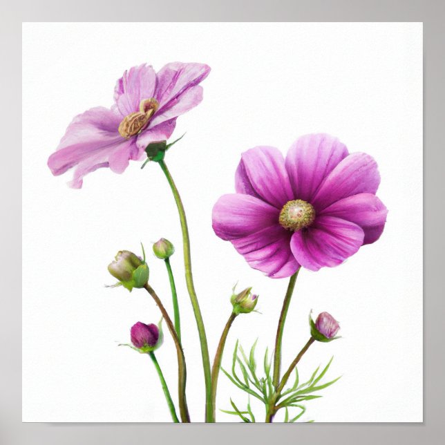 Konsttryck Affisch med Lila Kosmosblommor (Framsidan)