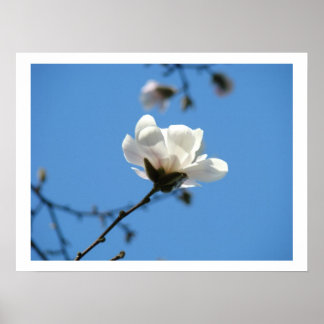 Konsttryck av blå himmel Vår Vit Magnolia Blomma Poster