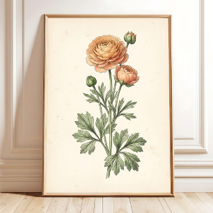 Konsttryck av botanisk ranunculus-galleri poster
