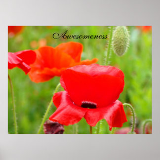 Konsttryck av fantastiska röda vallmosblommor på ä poster