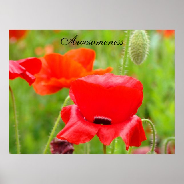 Konsttryck av fantastiska röda vallmosblommor på ä poster (Framsidan)