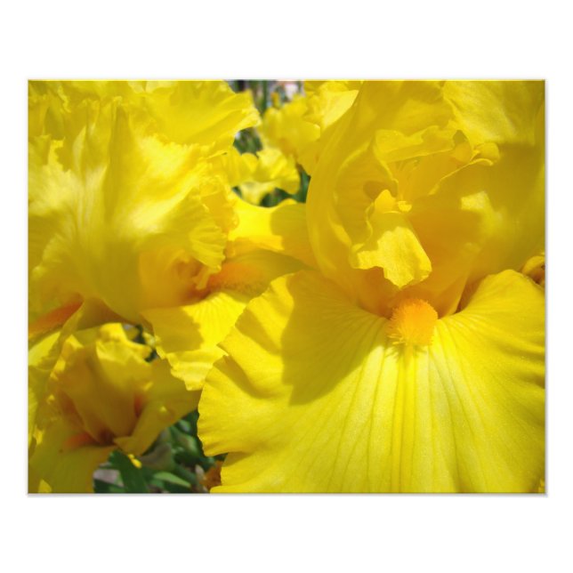 Konsttryck av fotografi, gula irisblommor irisar fototryck (Framsidan)
