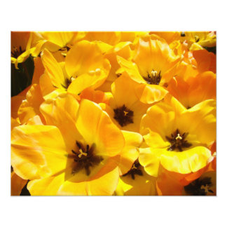 Konsttryck av fotografi, gula tulpaner blommor blo fototryck