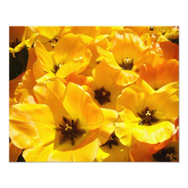 Konsttryck av fotografi, gula tulpaner blommor blo fototryck (Framsidan)