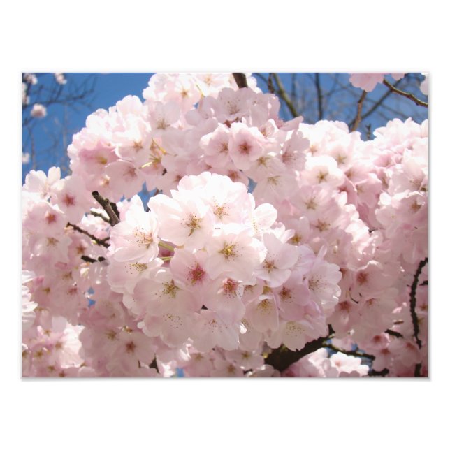 Konsttryck av fotografi Rosa Trädblommor (Framsidan)