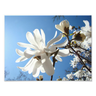 Konsttryck av fotografier Blå himmel magnoliablomm