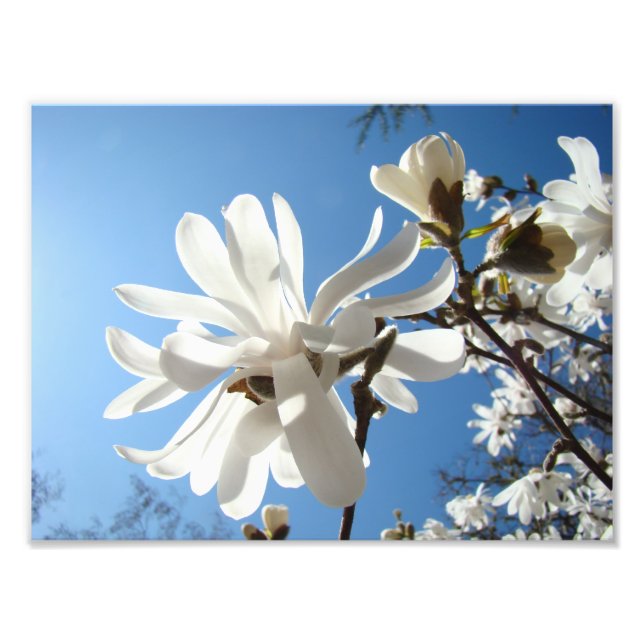 Konsttryck av fotografier Blå himmel magnoliablomm (Framsidan)