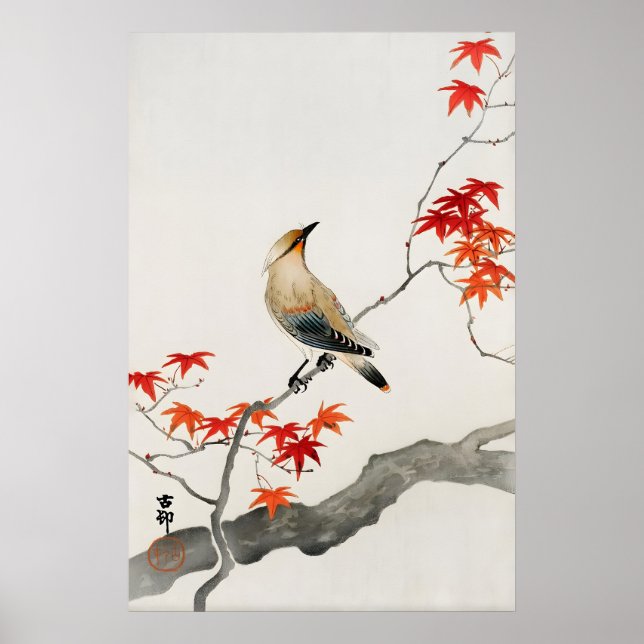 Konsttryck av japanska fåglar  Röd lönn botanisk Poster (Framsidan)
