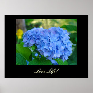 Konsttryck Blå Hortensia Blommig konst Poster