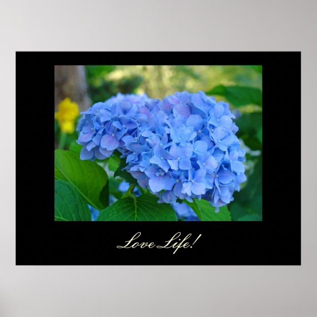 Konsttryck Blå Hortensia Blommig konst Poster (Framsidan)