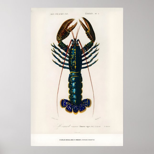 Konsttryck Charles dOrbigny Crimson Poster (Framsidan)