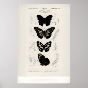 Konsttryck Charles dOrbigny Fjärilar Utställning Poster