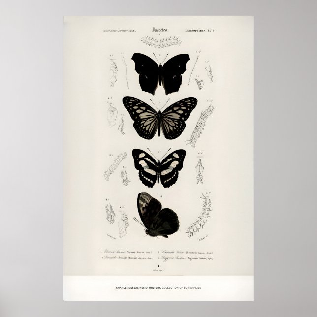 Konsttryck Charles dOrbigny Fjärilar Utställning Poster (Framsidan)