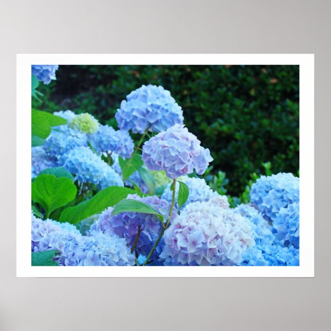 Konsttryck Dekorativa Blå Hortensia Blommor Flora Poster (Framsidan)
