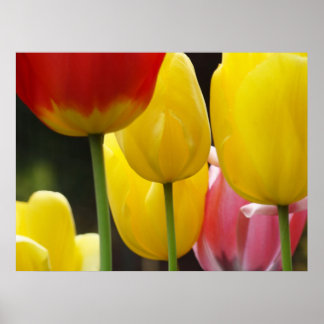 Konsttryck gåvor Färgglomma Tulpan Blommor Trädgår Poster