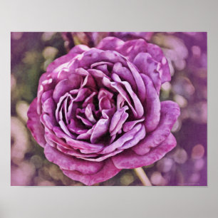 Konsttryck i fotografi, Purple Rose Poster