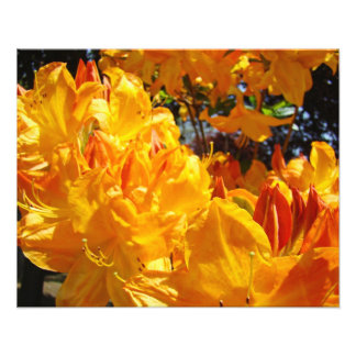 Konsttryck Orange Rhodies Blommor Fototryck