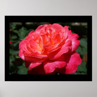 Konsttryck röda rosa ros blomma blomster poster