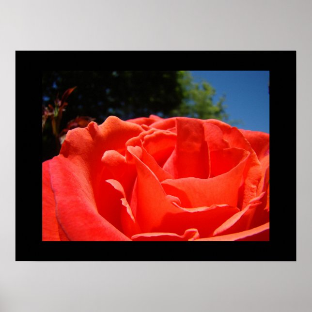 Konsttryck röda rosblommor rosor trädgård poster (Framsidan)