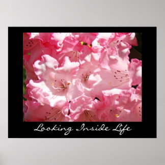 Konsttryck Rosa Rhododendron - Looking Inside Life Poster