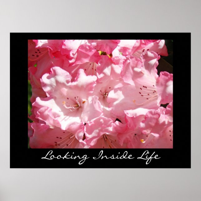 Konsttryck Rosa Rhododendron - Looking Inside Life Poster (Framsidan)