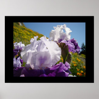 Konsttryckgåva med lila irisblommor från ängsslutt poster