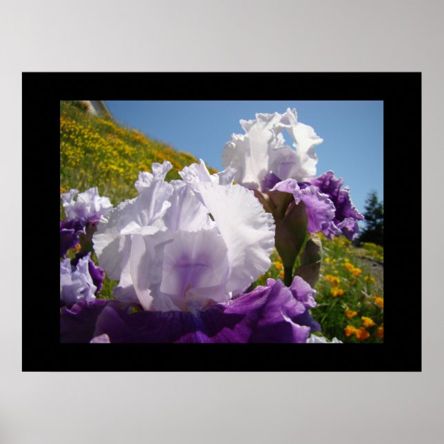 Konsttryckgåva med lila irisblommor från ängsslutt poster (Framsidan)