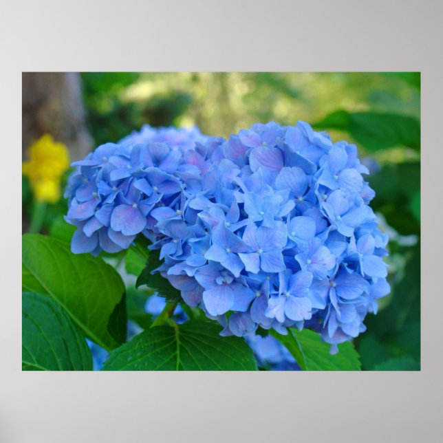 Konsttryckgåvor Blå Hortensia Blommig Trädgård Poster (Framsidan)