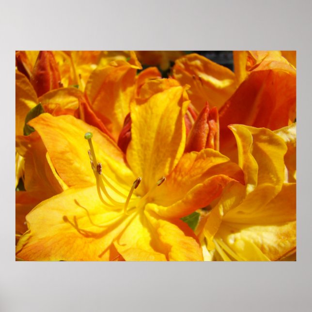 Konsttryckgåvor Rhodies Blommig konst Botanisk Poster (Framsidan)