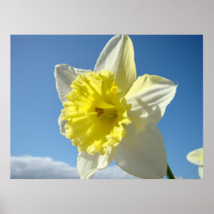 KONSTUTSKRIFTER Gula Narcissblommor Canvas Konstve Poster