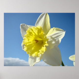 KONSTUTSKRIFTER Gula Narcissblommor Canvas Konstve Poster