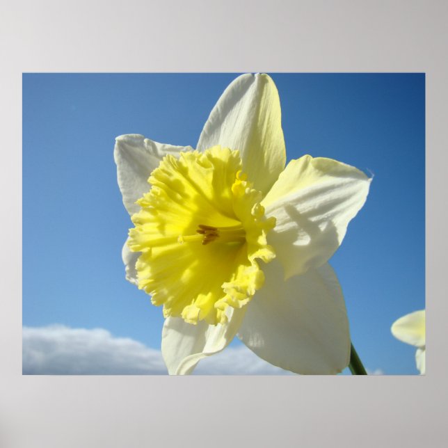KONSTUTSKRIFTER Gula Narcissblommor Canvas Konstve Poster (Framsidan)