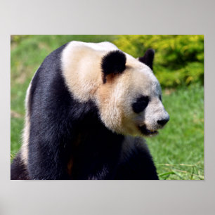 Konsumtion av gigantisk panda poster