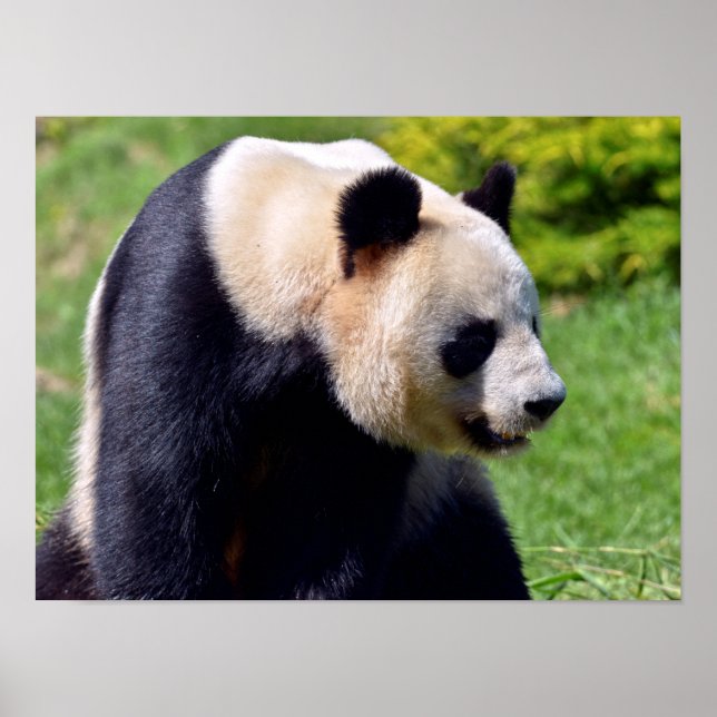 Konsumtion av gigantisk panda poster (Framsidan)