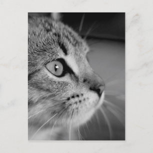 Konsumtion av svart och vit katt vykort