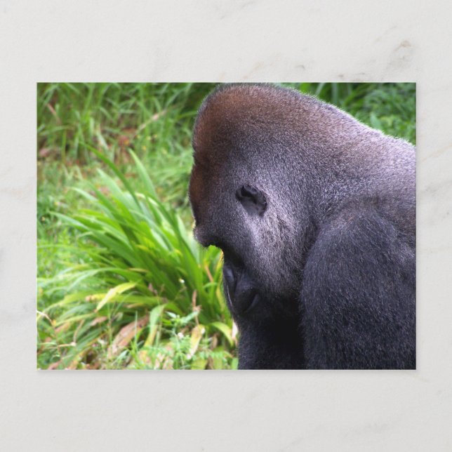 Konsumtion Vykort (Framsida)