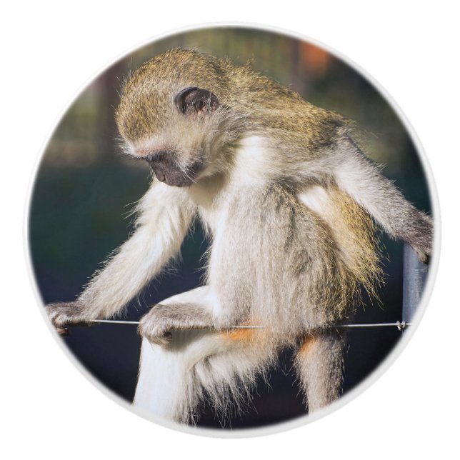 Kontemplerande apa knopp (Framsidan)