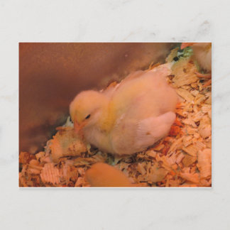 Kontemplös Chick Vykort