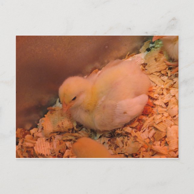 Kontemplös Chick Vykort (Framsida)