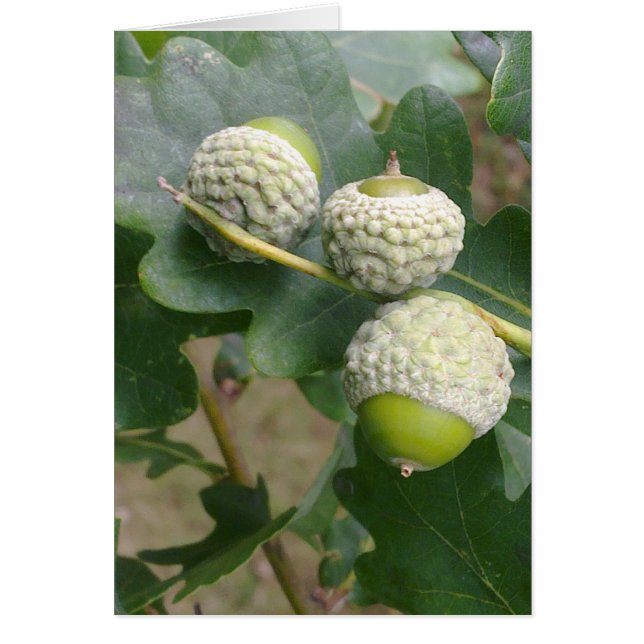 Kontokort Hälsningskort (Framsidan)