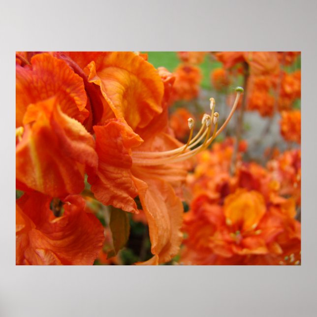KONTORET KONST Azaleor Orange 1 Azaleablommor Poster (Framsidan)
