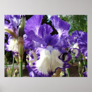 KONTORET KONST Iriser Lila Vit 39 Iris Blommor Poster