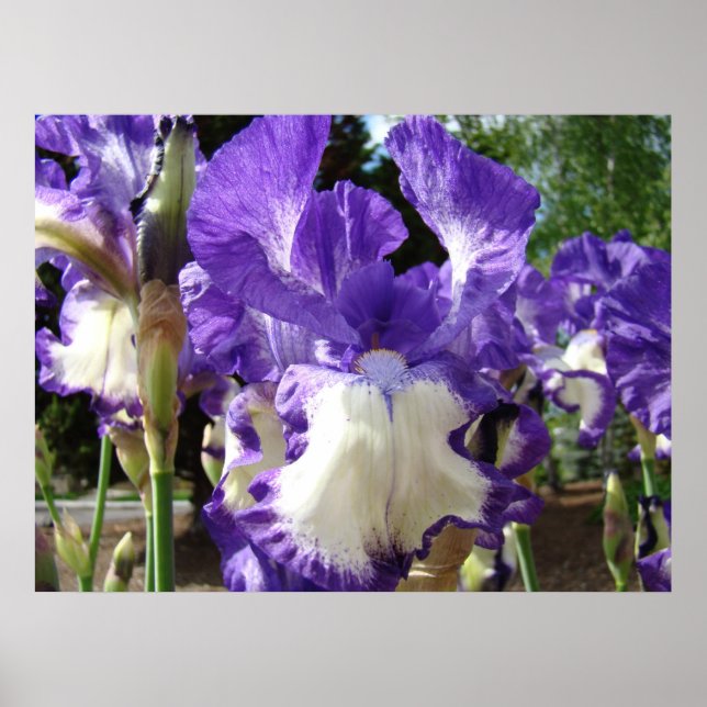 KONTORET KONST Iriser Lila Vit 39 Iris Blommor Poster (Framsidan)