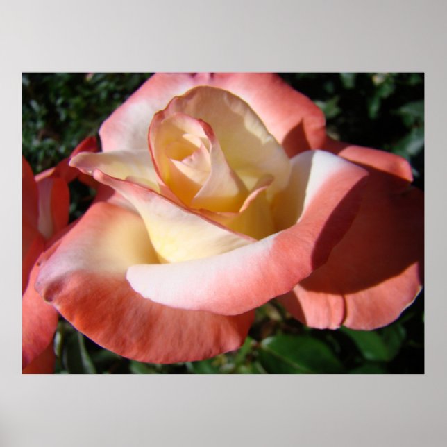 KONTORET KONST ROSOR Rosa Rosblommor 5 Konsttryck Poster (Framsidan)