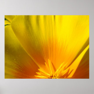 KONTORET KONST VALLMO Blommor 2 Konsttryck Poster