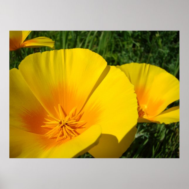 KONTORET KONST VALLMO Vallmo blommor 4 konsttryck Poster (Framsidan)