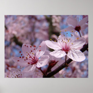 KONTORET KONST Vårträd Blommar Naturkonst Poster